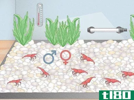 Image titled Breed Freshwater Shrimp Step 8