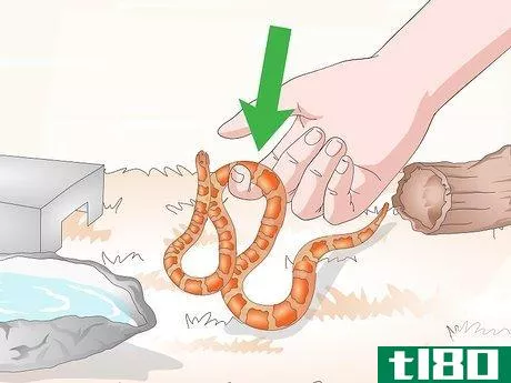 Image titled Care for Baby Cornsnakes Step 16