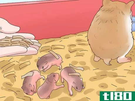 Image titled Care for Hamster Babies Step 15