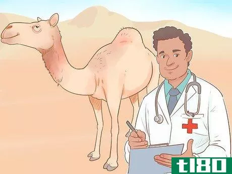 Image titled Buy a Camel Step 4