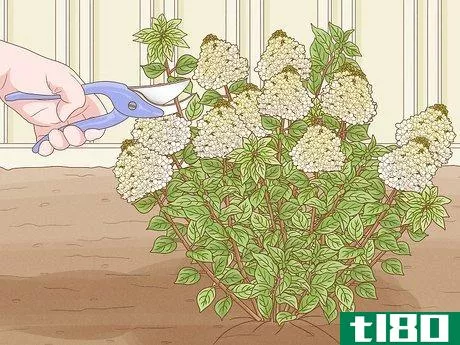 Image titled Care for Limelight Hydrangeas Step 14