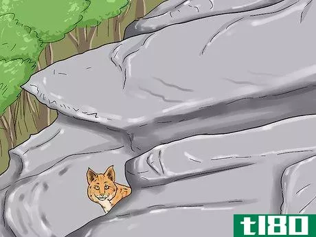 Image titled Catch a Bobcat Step 2