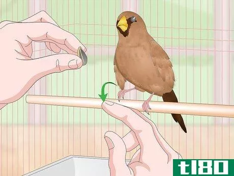 Image titled Bond with Pet Finches Step 15