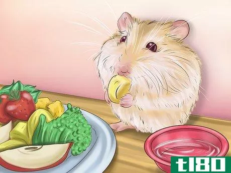 Image titled Care for Roborovski Hamsters Step 4