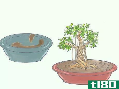 Image titled Care for Tiger Bark Ficus Bonsai Tree Step 15
