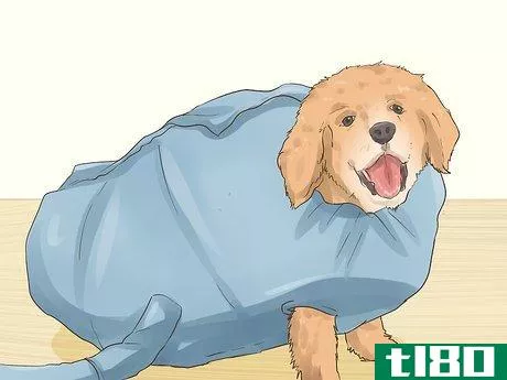 Image titled Blow Dry a Dog Step 1