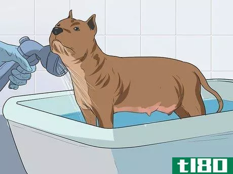 Image titled Bathe a Pregnant Dog Step 9