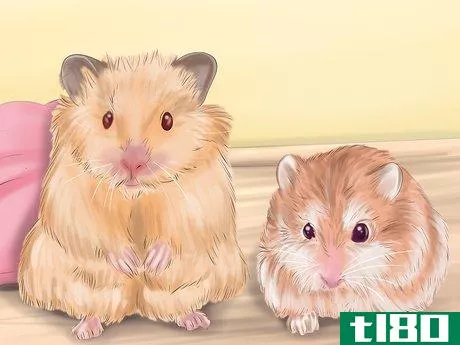 Image titled Care for Roborovski Hamsters Step 13