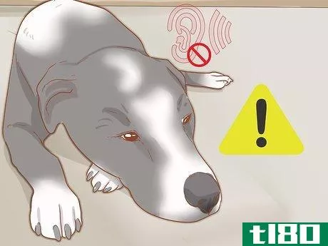 Image titled Care for Your Older Dog Step 15