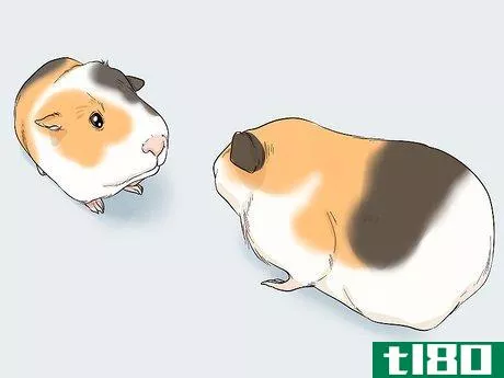 Image titled Avoid Scaring Your Guinea Pig Step 10