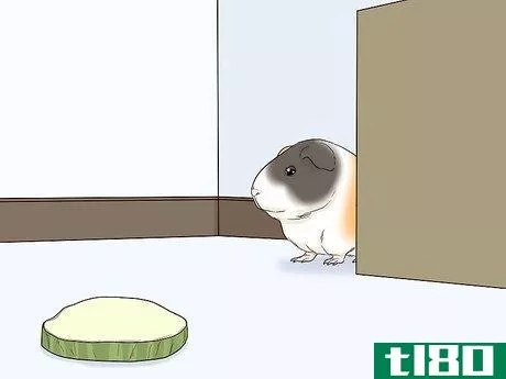 Image titled Avoid Scaring Your Guinea Pig Step 6