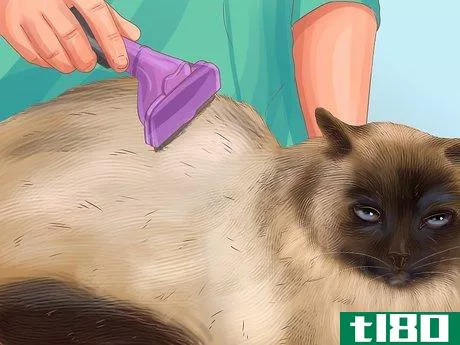 Image titled Care for a Siamese Cat Step 5