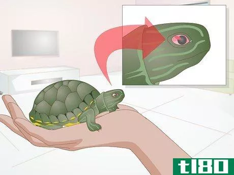 Image titled Apply Medication to a Turtle's Eyes Step 8