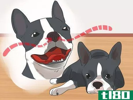 Image titled Care for a Boston Terrier Step 13