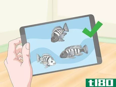 Image titled Build a Freshwater Predator Fish Aquarium Step 10