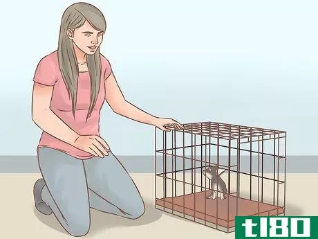 Image titled Care for Your Chihuahua Puppy Step 12