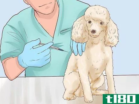Image titled Care for a Toy Poodle Step 20