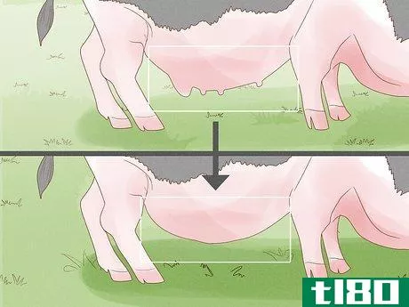 Image titled Care for a Miniature Potbellied Pig Step 10