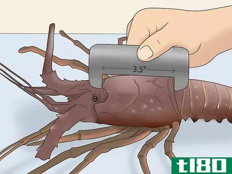 Image titled Catch Lobsters Step 19