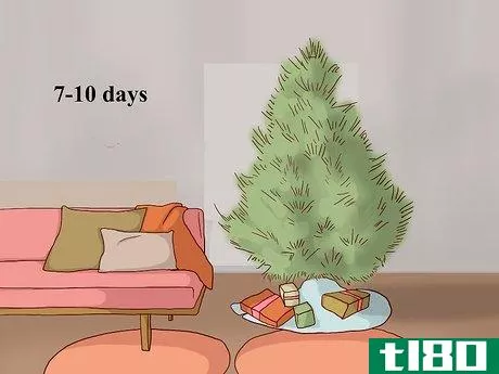Image titled Care for a Living Christmas Tree Step 11