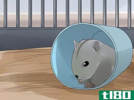 如何照顾中国矮仓鼠(care for chinese dwarf hamsters)