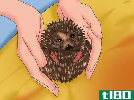 Image titled Care for a Baby Hedgehog Step 21
