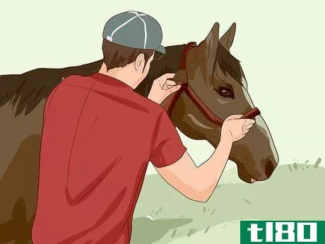 Image titled Break a Horse Step 3