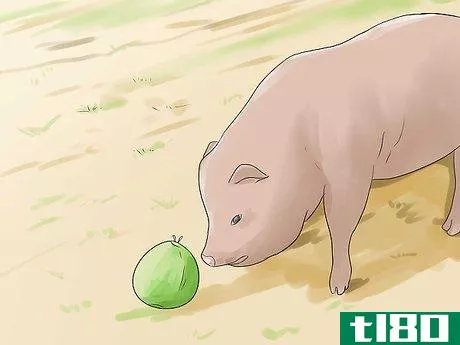 Image titled Care for a Pet Pig Step 3