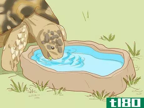 Image titled Care for a Leopard Tortoise Step 11