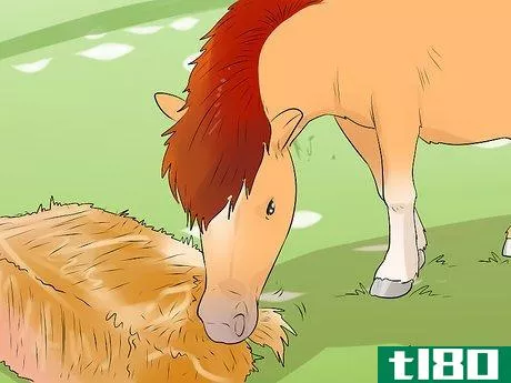 Image titled Care for a Miniature Horse Step 5