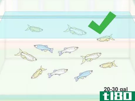 如何饲养活的热带鱼(breed livebearing tropical fish)