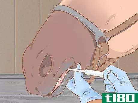 Image titled Care for a Pregnant Mare Step 17