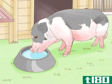 Image titled Care for a Miniature Potbellied Pig Step 5