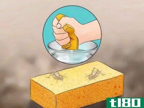 Image titled Care for Live Crickets for Reptiles Step 9