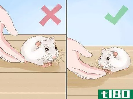 Image titled Carry a Hamster Step 4