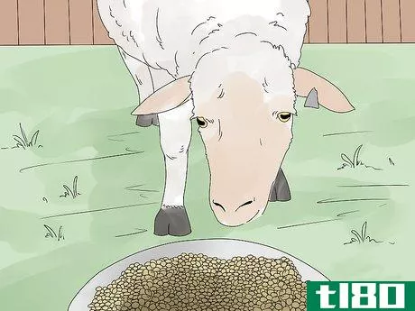 Image titled Breed Sheep Step 14