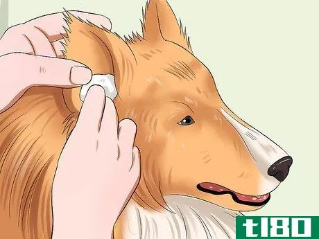 Image titled Care for Shelties Step 13