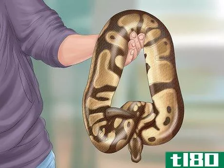Image titled Care for Your Ball Python Step 2