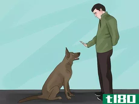 Image titled Avoid Losing Your Dog Step 9
