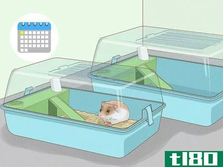 Image titled Breed Hamsters Step 5