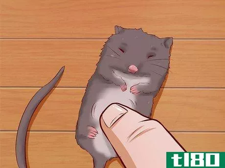 Image titled Care for Baby Mice Step 8