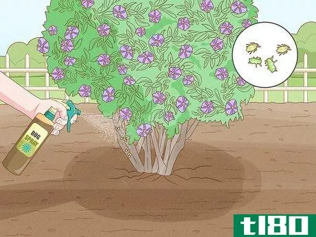 Image titled Care for a Purple Flower Potato Bush Step 10