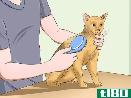Image titled Care for Abyssinian Cats Step 13