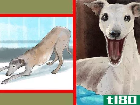 Image titled Care for an Italian Greyhound Step 8
