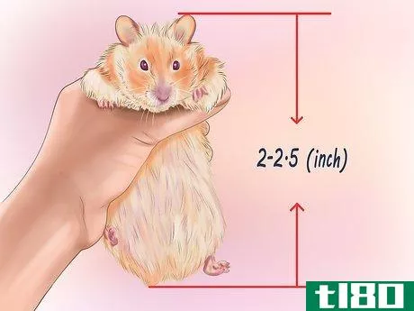 Image titled Care for Roborovski Hamsters Step 12
