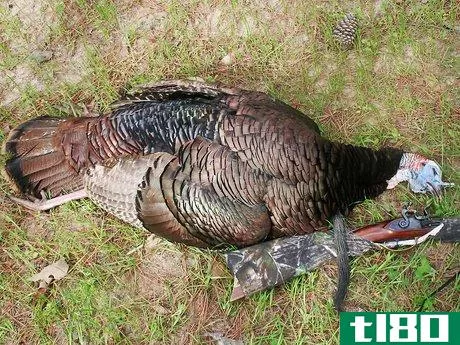 如何屠宰并去除火鸡的羽毛(butcher and remove the pin feathers of a turkey)