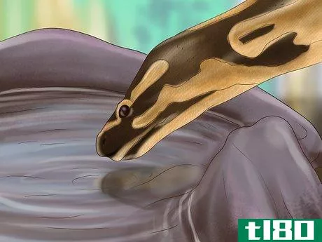Image titled Care for Your Ball Python Step 19