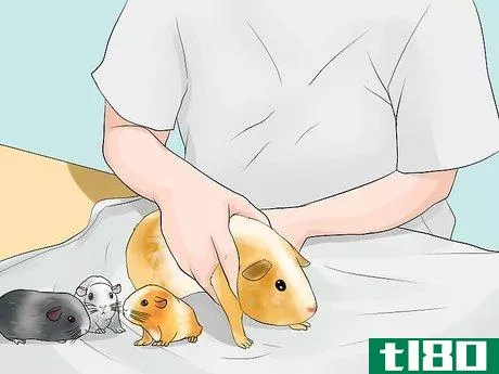 Image titled Breed Standard Guinea Pigs Step 20