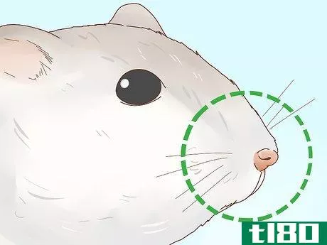 Image titled Care for Winter White Dwarf Hamsters Step 15