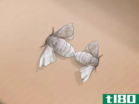 Image titled Breed Silkworms Step 13